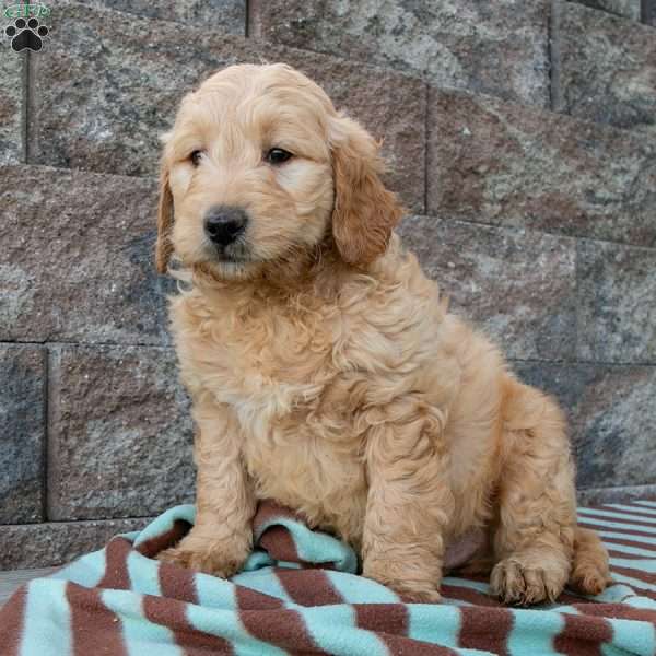 Piper, Goldendoodle Puppy